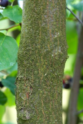 Amelanchier alnifolia - muchovník olšolistý - borka